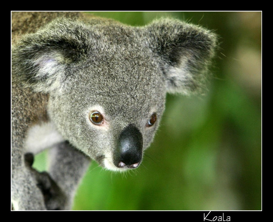 Koala by WindCrest