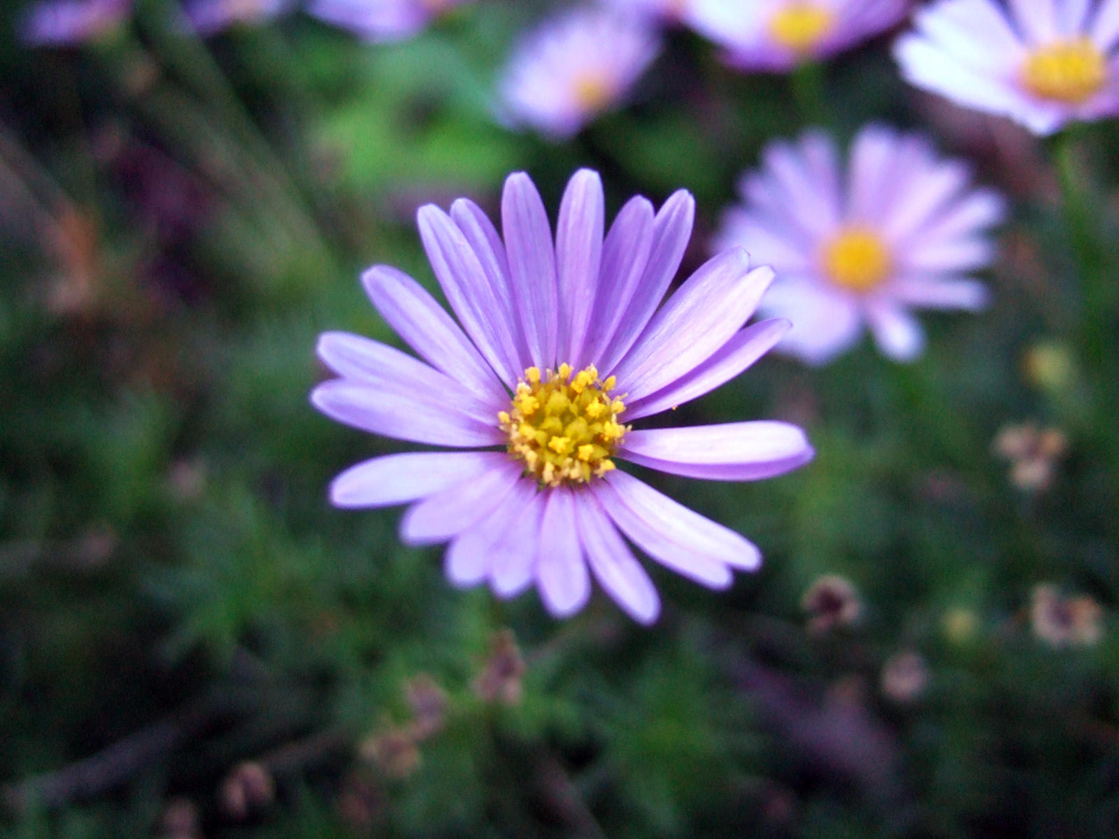 Purple_Flower_by_RikshaDriver.jpg