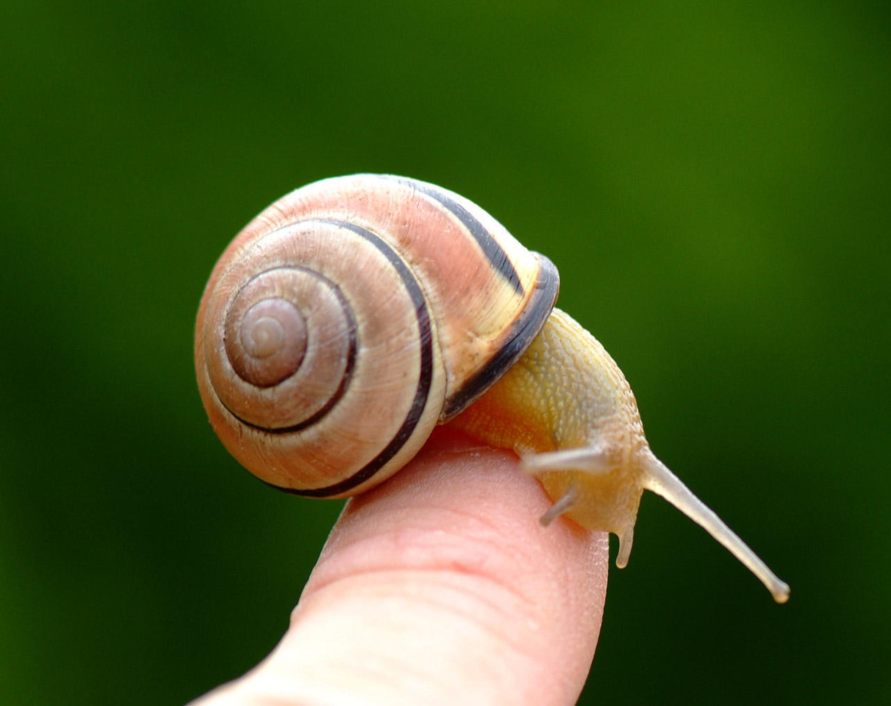 snail on my finger by vw1956stock