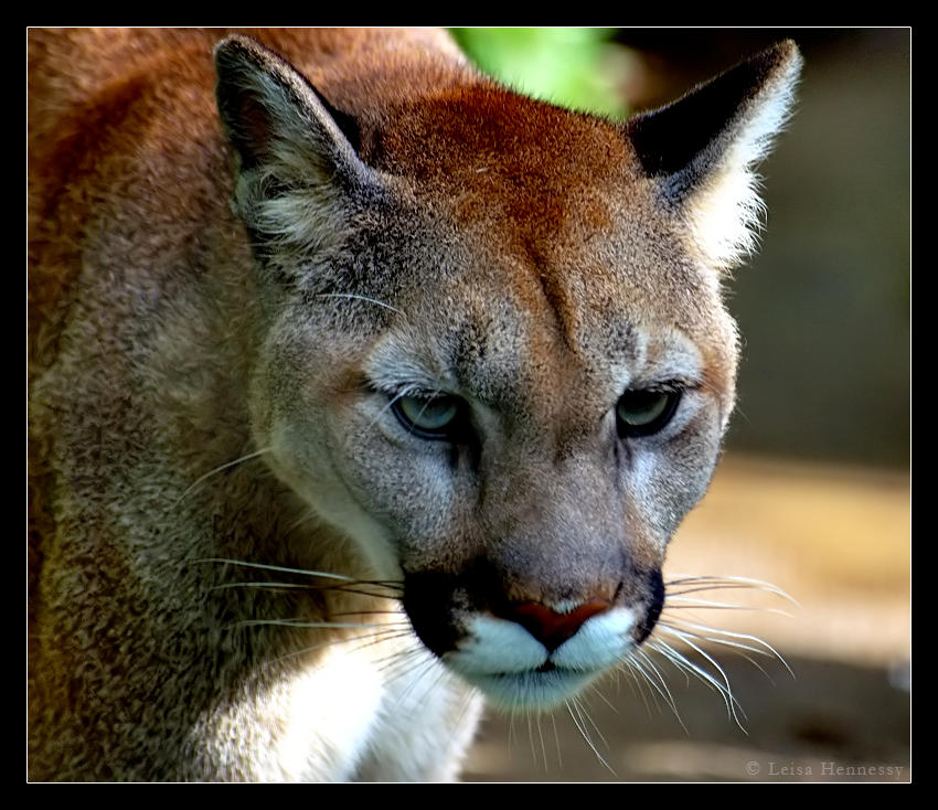 Puma by Sonny2005