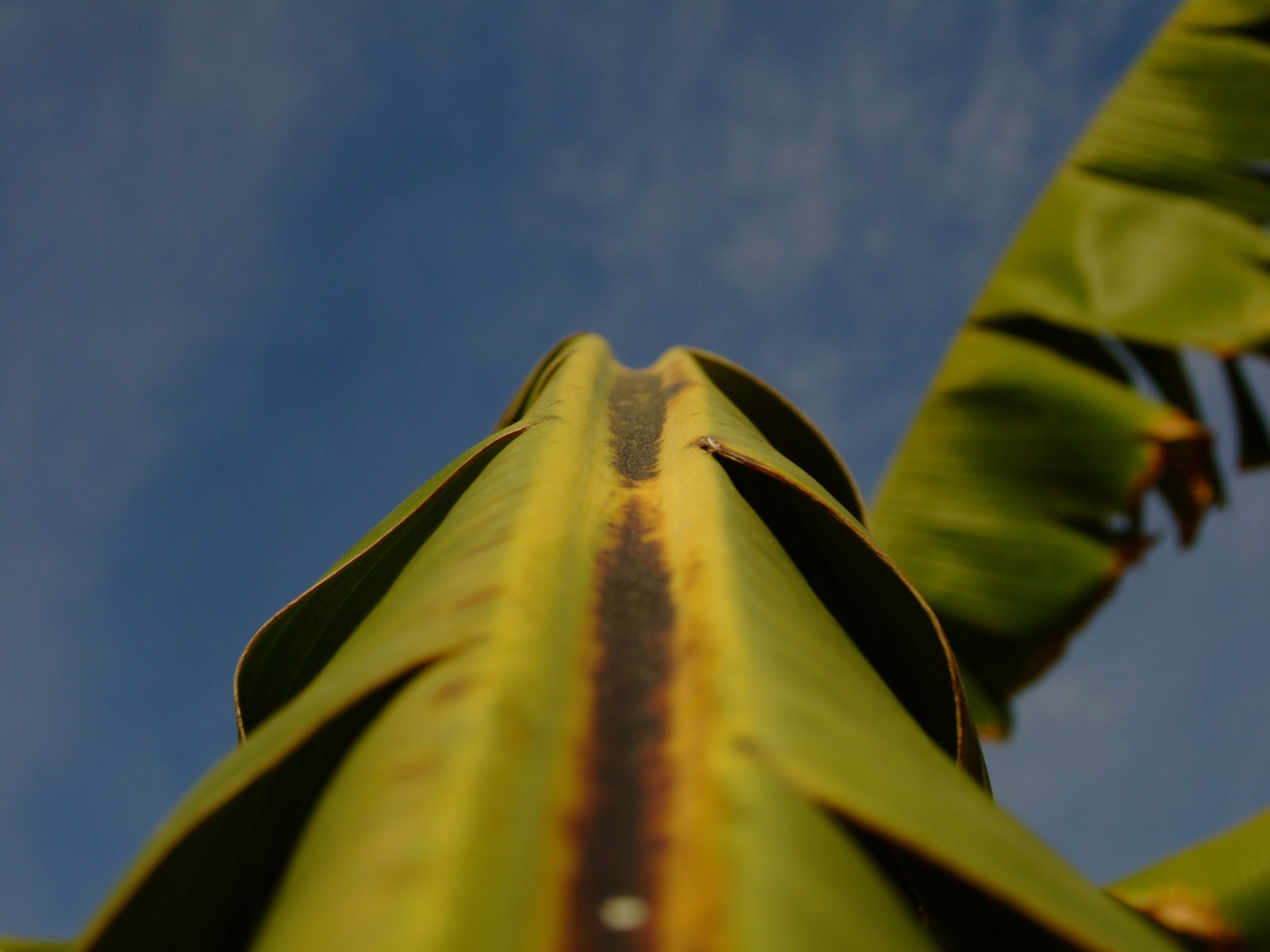 Dirty_Banana_Leaf_by_RikshaDriver.jpg