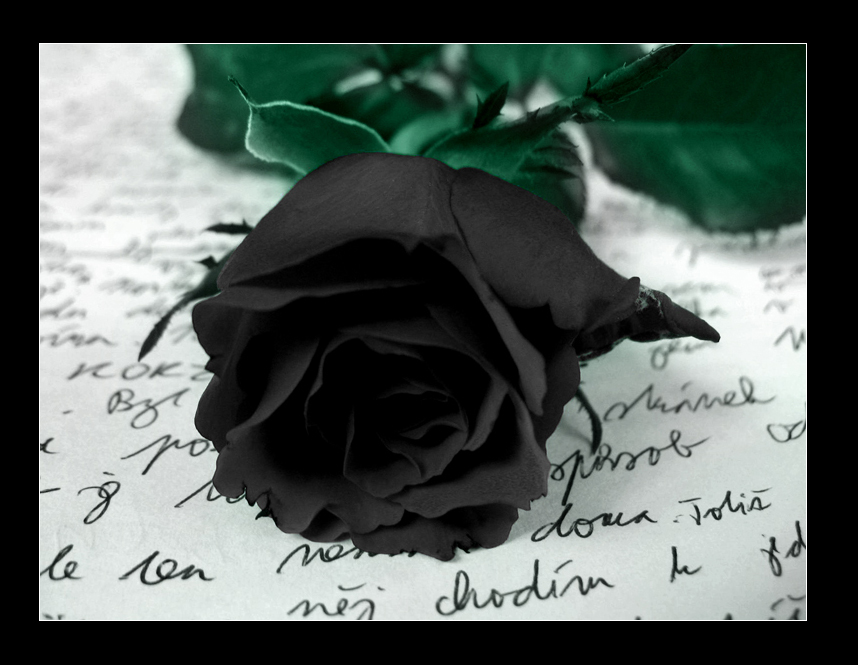 Black Rose by Ketmara