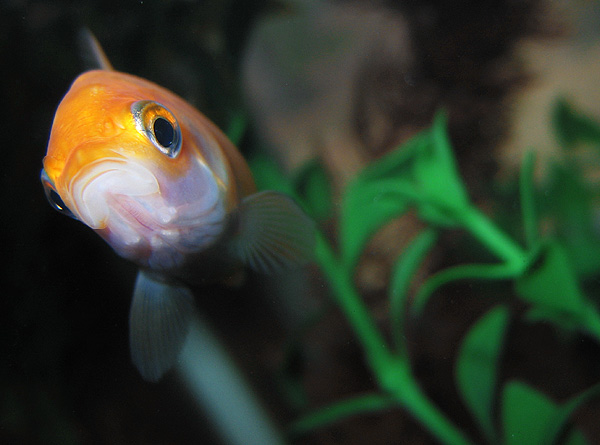 goldfish eggs fertilized. Common Name: Goldfish