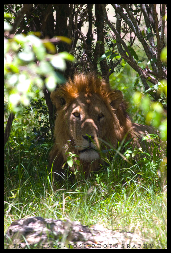 Kenya Wildlife 157 by frtosi