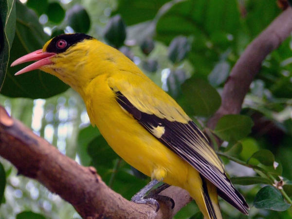 yellow birld by Cab GdL