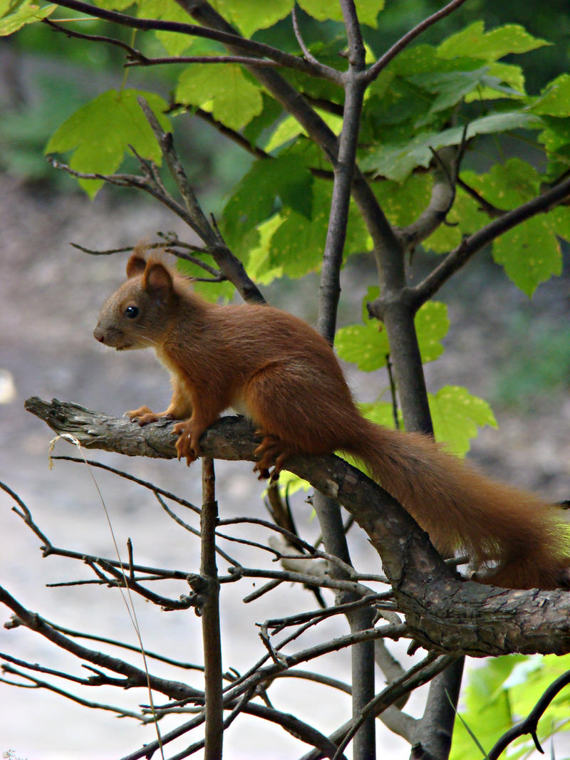 Squirrel by cinnamon33