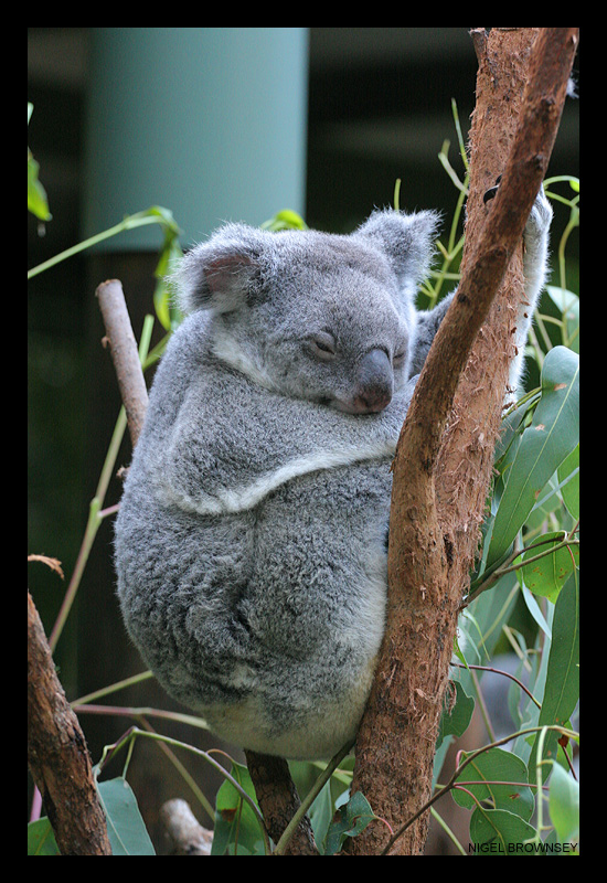 koala by 1the1