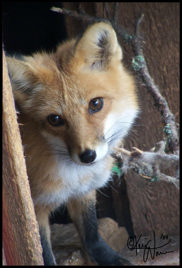 Peeking Fox by Keimoni