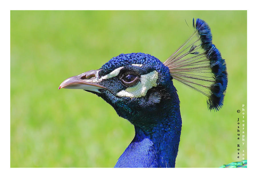 Peacock by TheRuneKeeper
