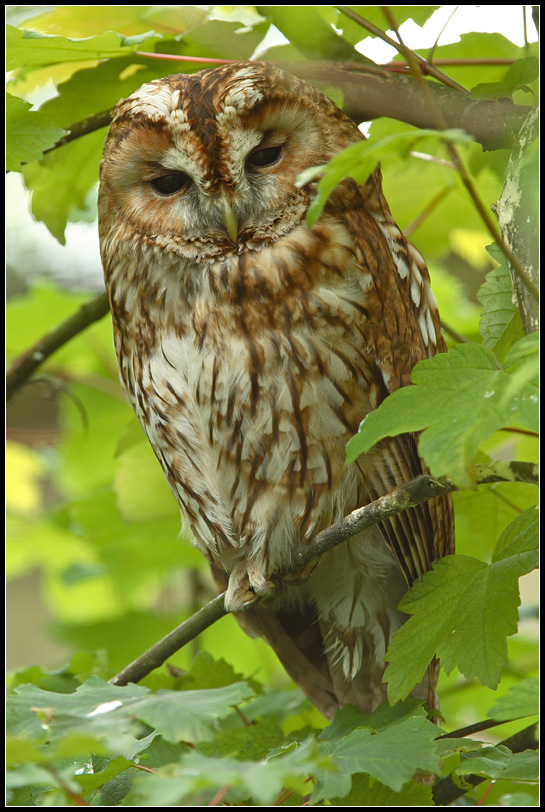 Roosting Tawny Owl by nitsch