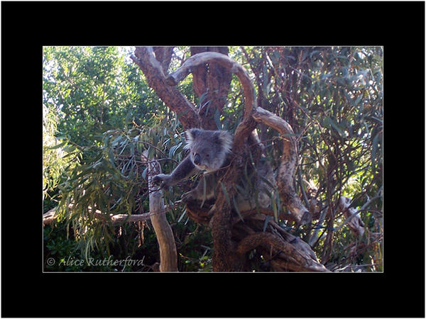 Koala by Alice Louise