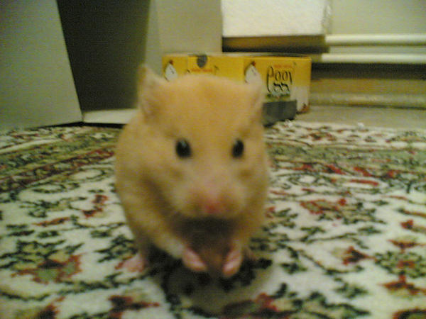 Eating Hamster    by nobrantan
