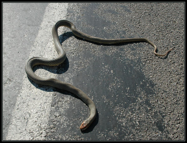 Snake on the Road by HKi