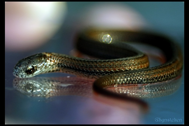 Baby Redbelly Snake 3 by UffdaGreg