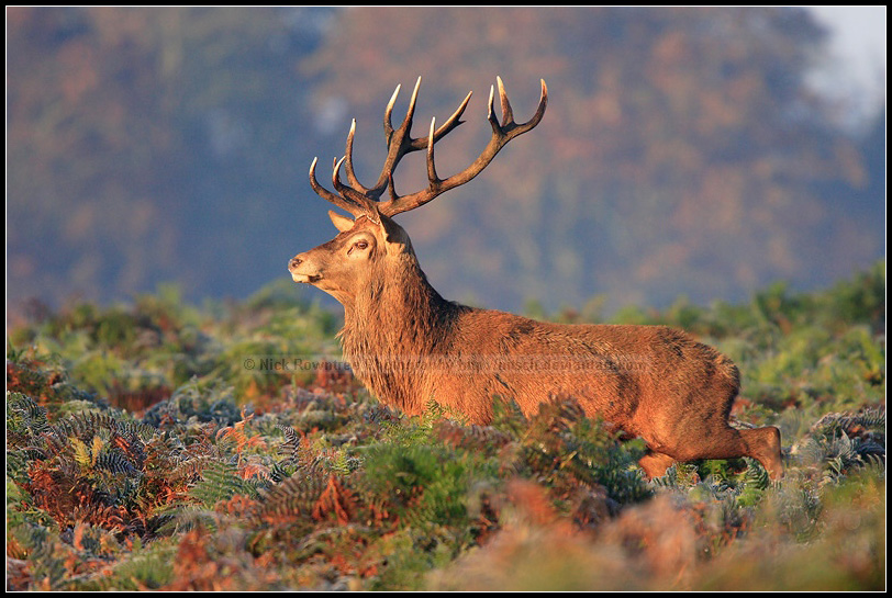 Majestic Red Deer Stag by nitsch