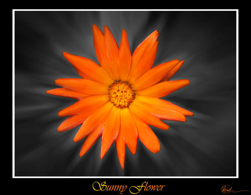 Sunny Flower by Misiael