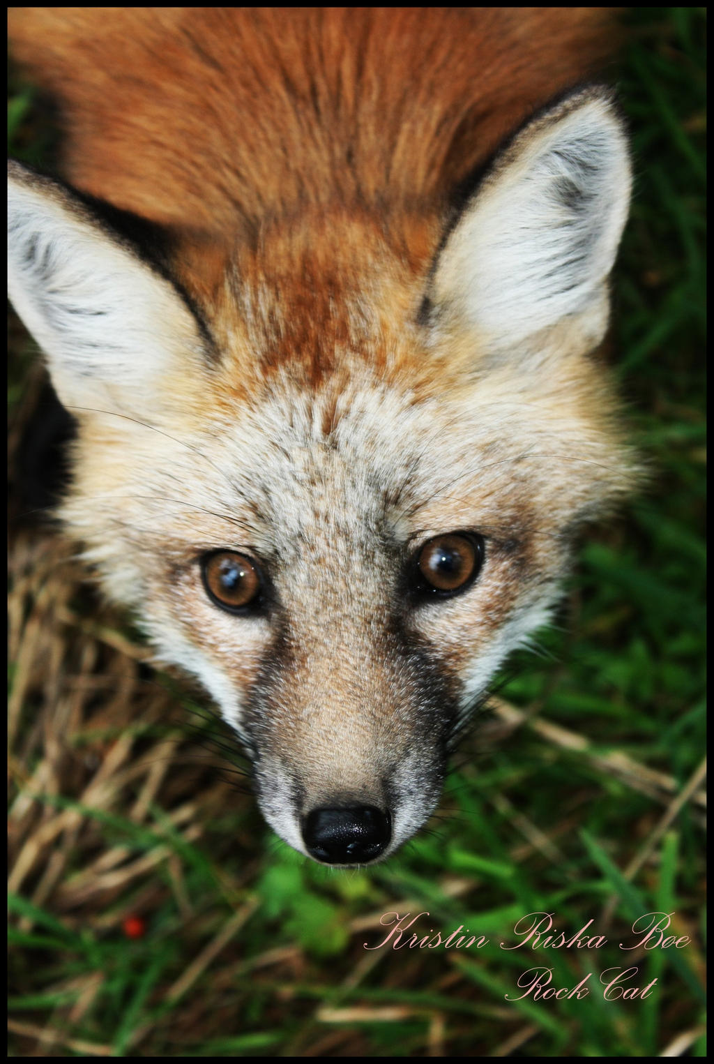 curious Fox by Rock cat