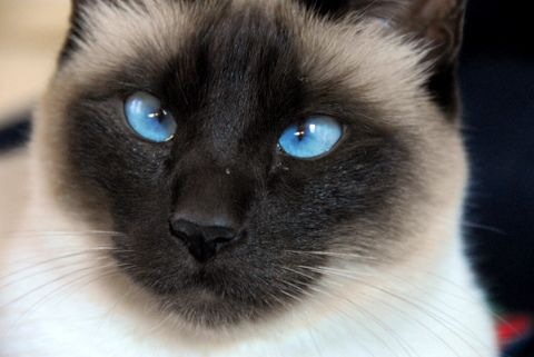 black and white cat with blue eyes. lack and white she-cat