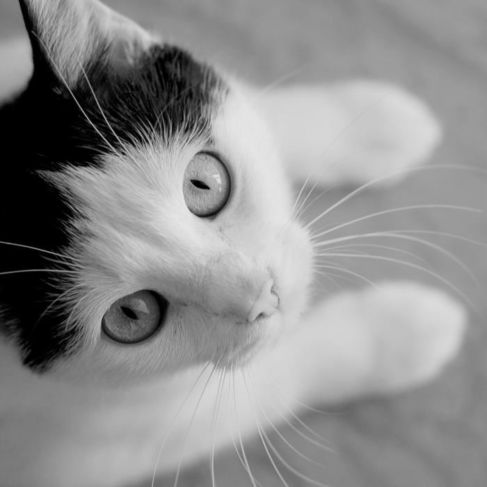 Красивые и профессиональные фото котов Cat_by_fogke