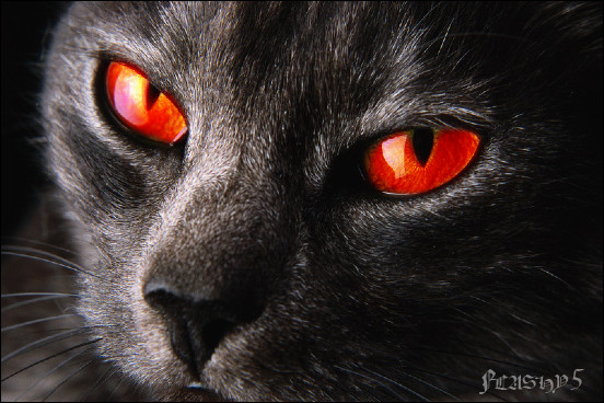 http://fc03.deviantart.com/fs32/f/2008/200/6/5/Evil_red_eyed_black_cat_by_Flashy5.jpg