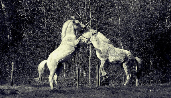 _Horses__by_Anna_M_H.jpg