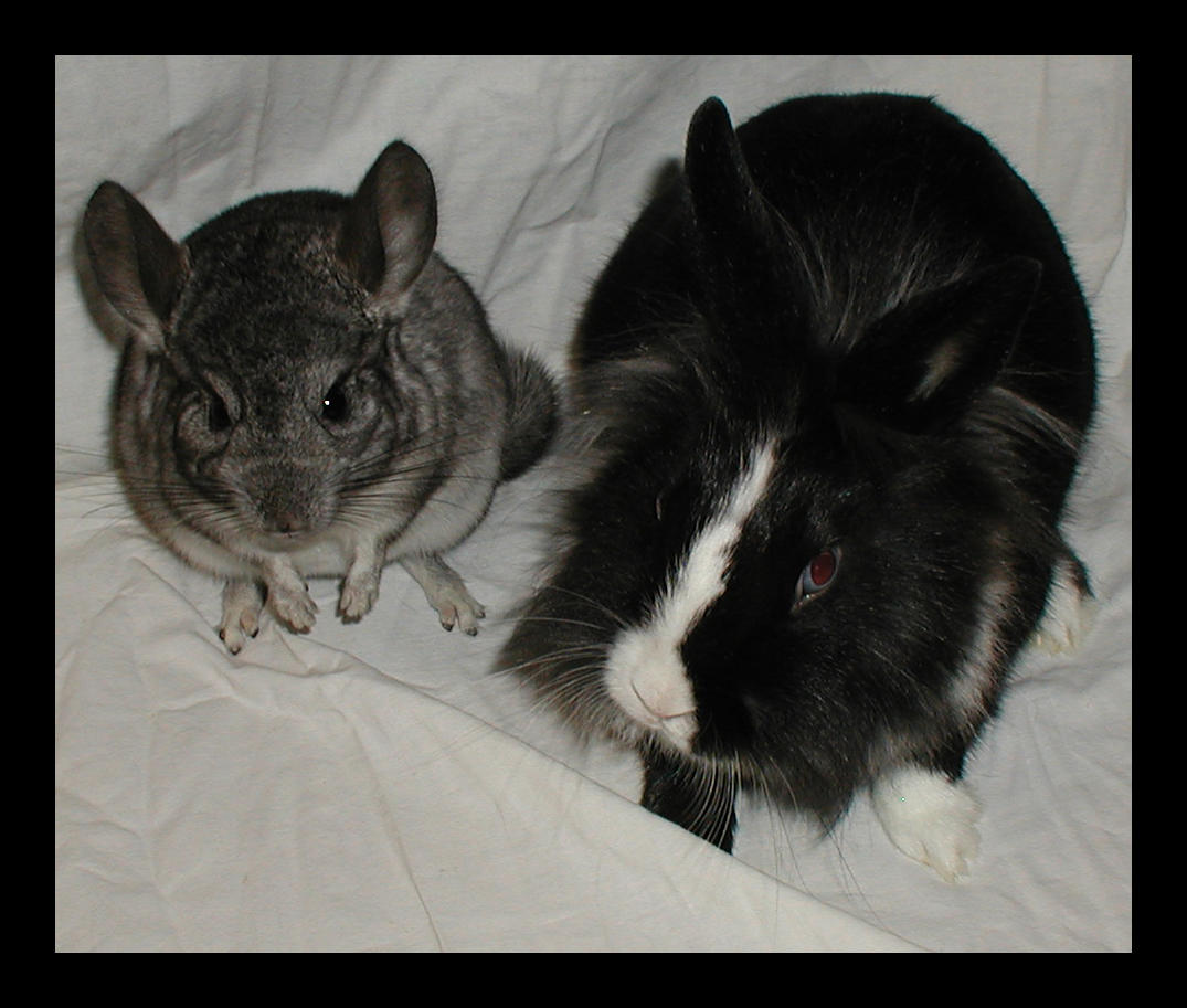 chinchilla and rabbit I by norn stock