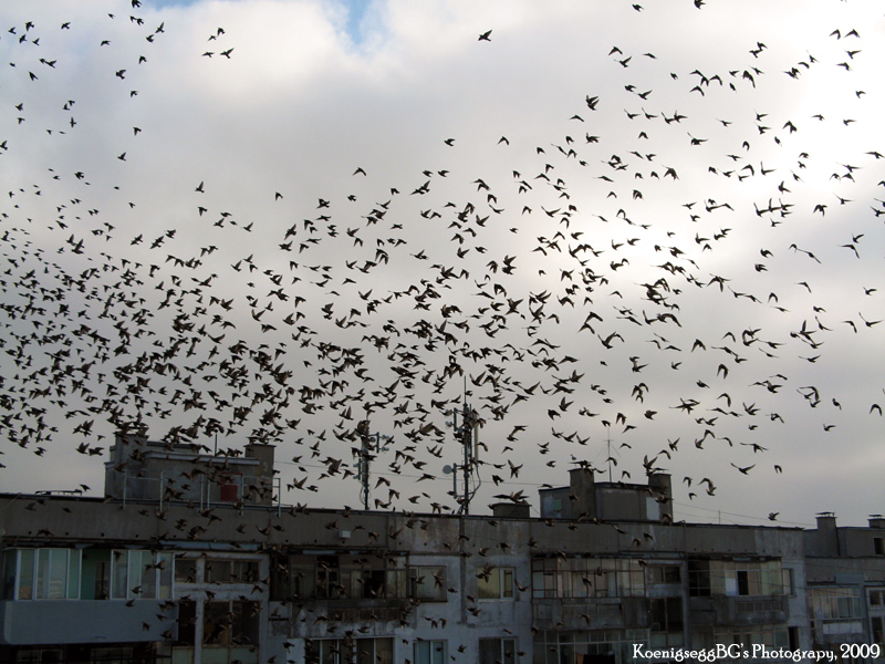 Bird__s_Migration_02_by_KoenigseggBG.jpg