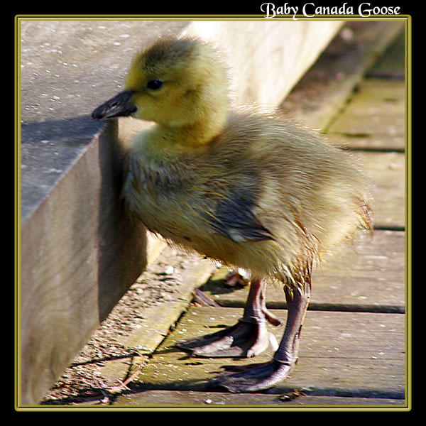 Baby Canada Goose by boron