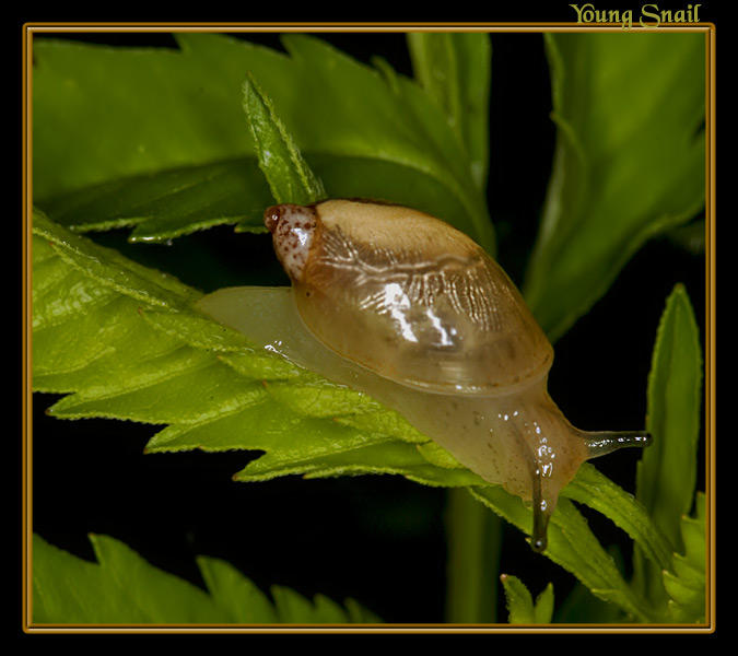 Young Snail by boron