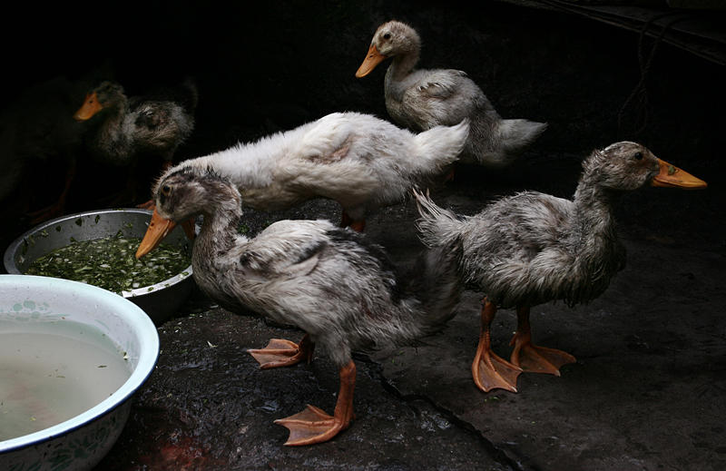 Quack Quack by avotius