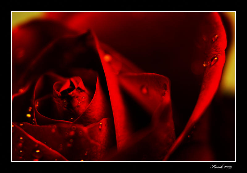 Red Rose2